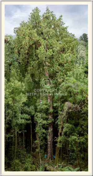 The New Zealand Tree Project